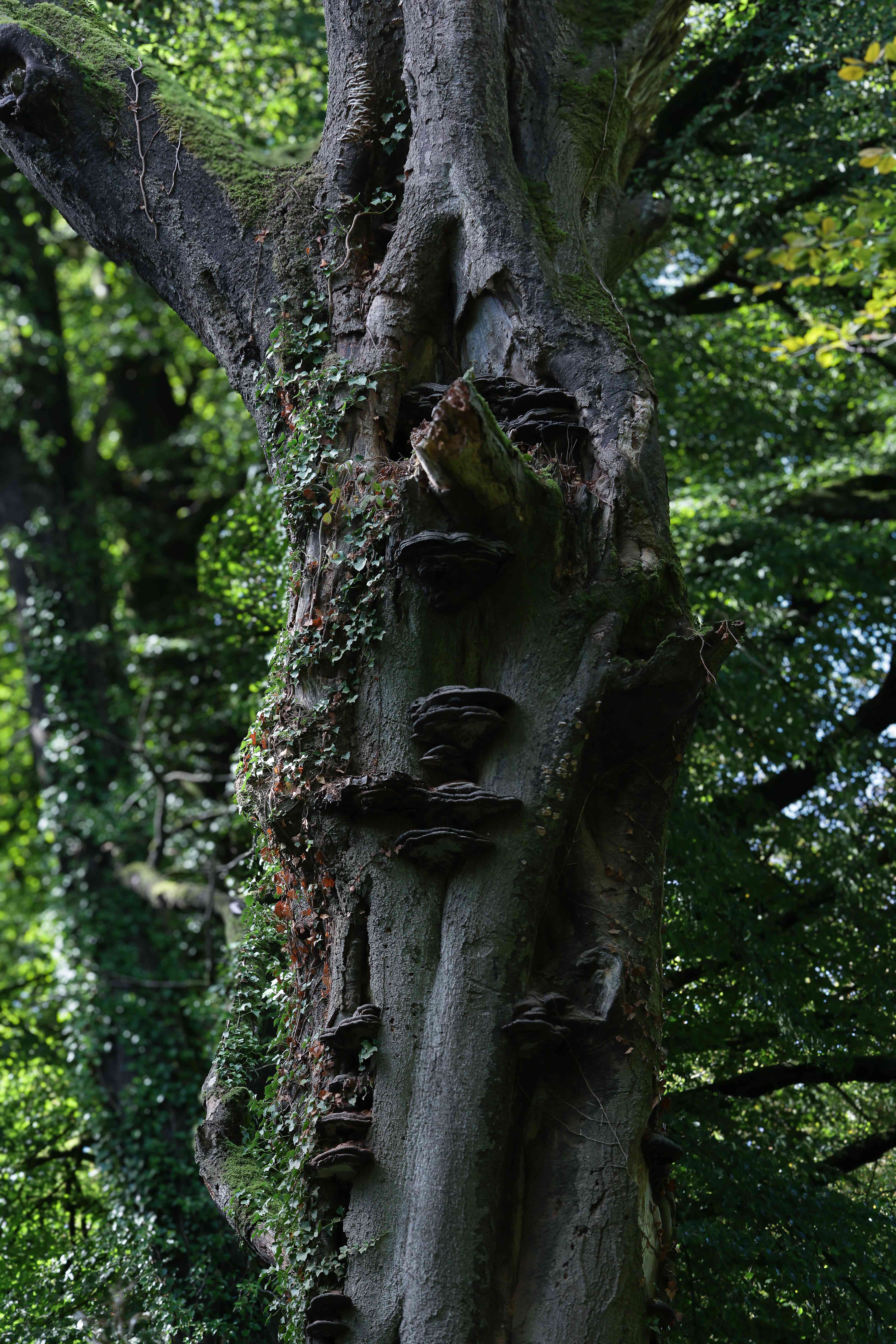 An old beech trunk wrapped in ivy and moss, with tiers of bracket fungi growing up its bark
