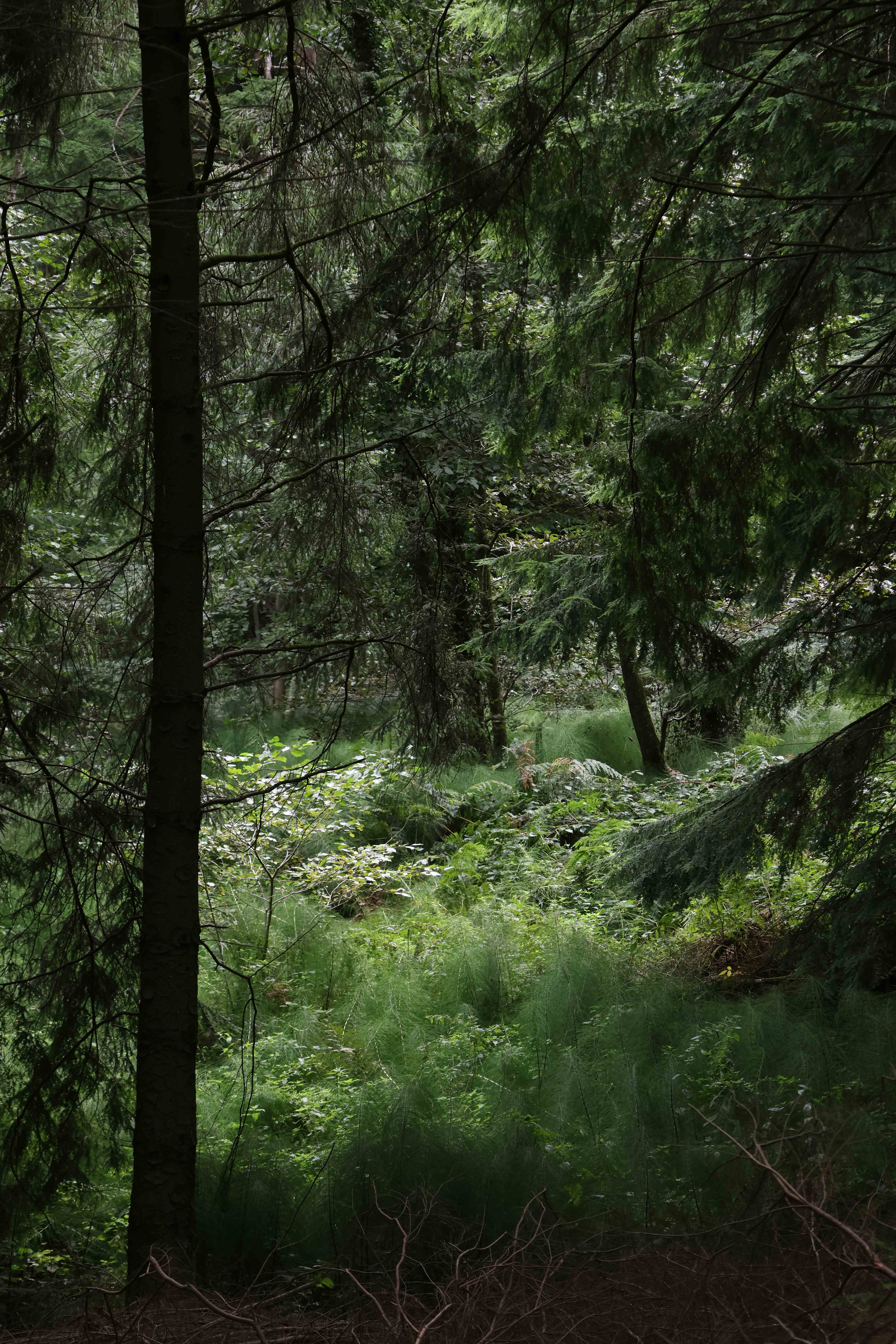 A dark conifer trunk beside a soft carpet of bright green horsetail and ferns in the woodland understorey