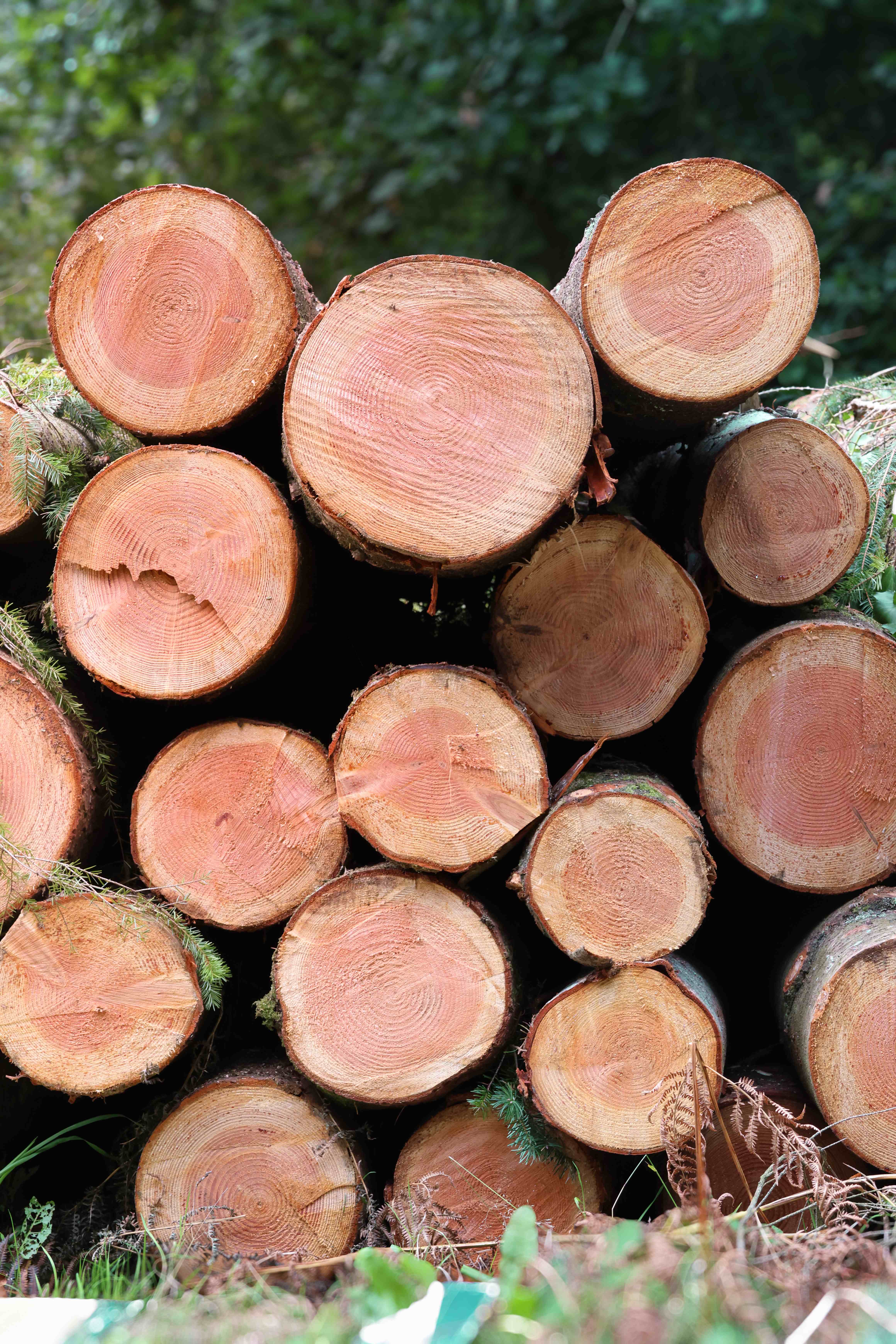 A stack of freshly cut conifer logs showing pink and amber growth rings, with green woodland behind