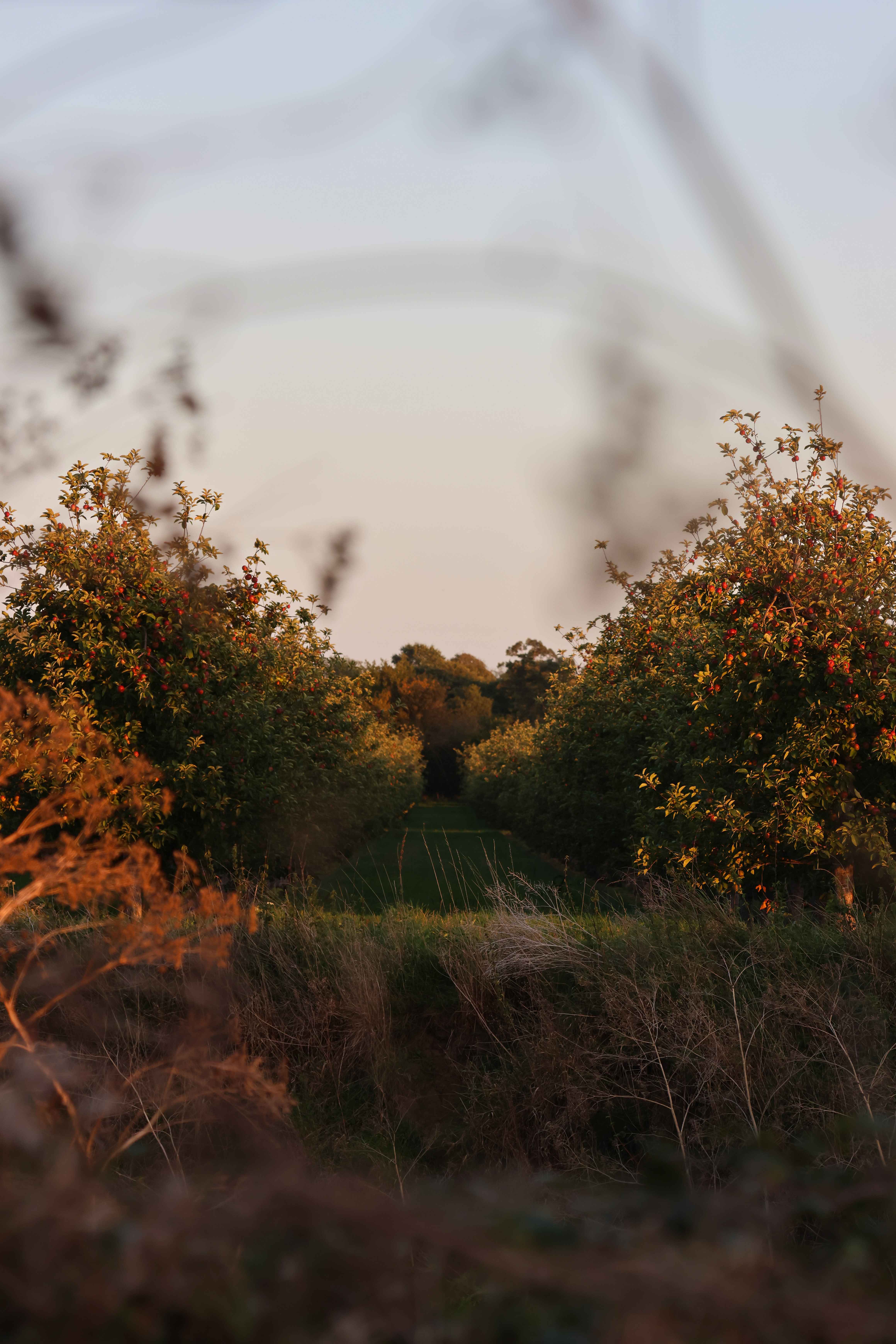 Rows of apple trees heavy with red fruit in golden evening light, framed by soft out-of-focus grasses