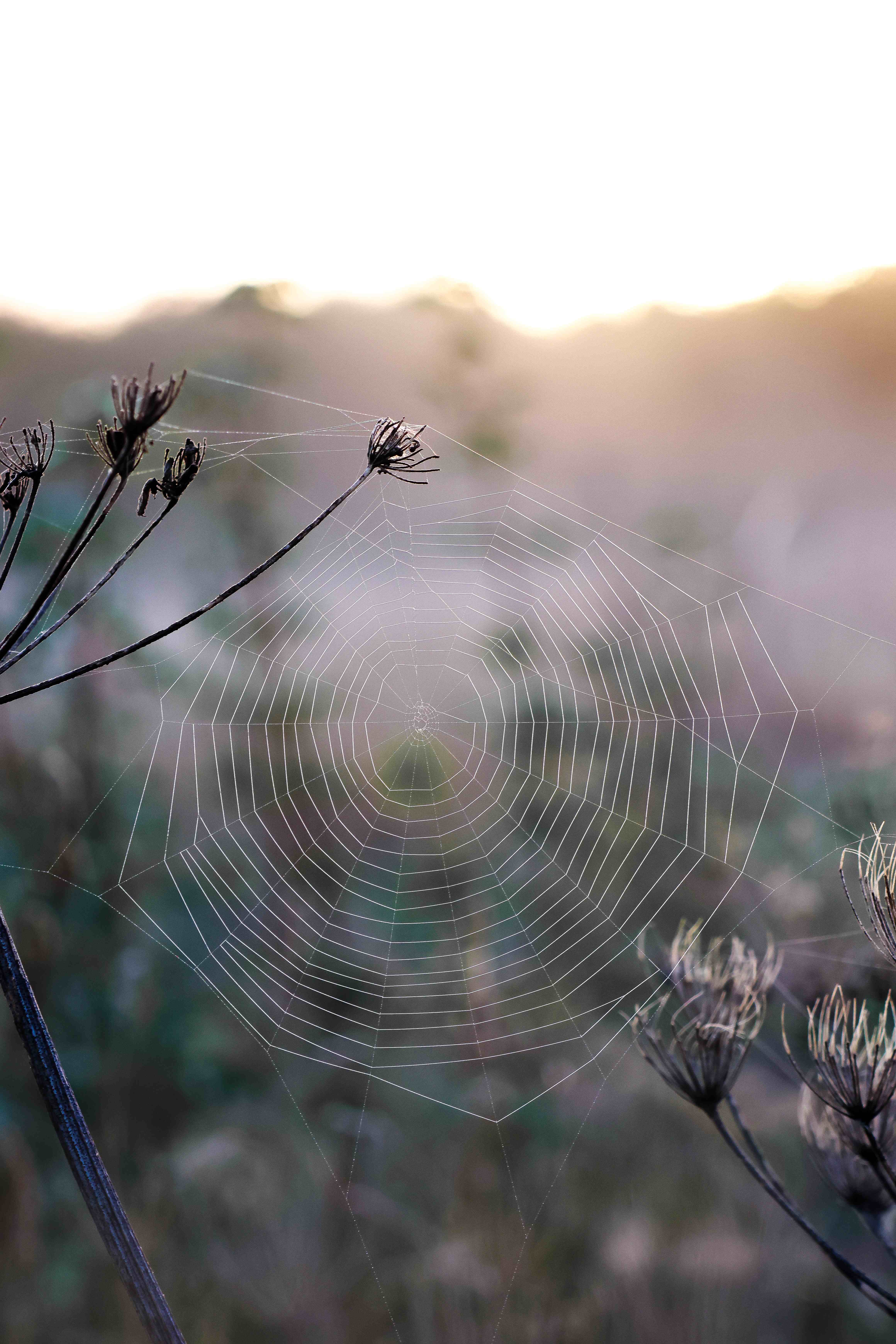 A spider’s web strung between dried hogweed seed heads, glowing against a misty sunrise